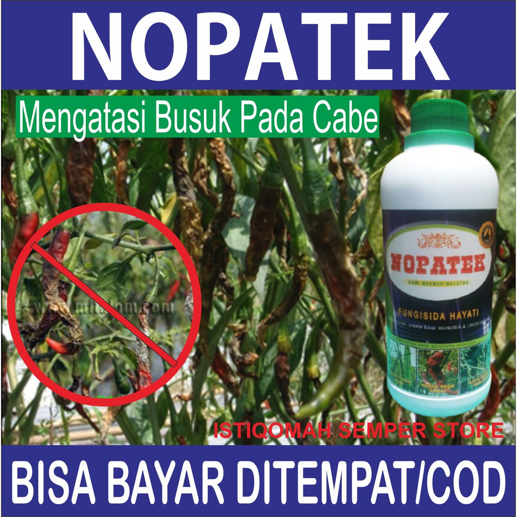 Jual Nopatek Fungisida Hayati Obat Hama Mengatasi Busuk Pada Cabai Sayuran Dll Dijamin Ampuh