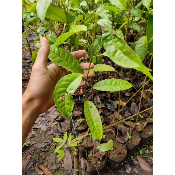 Jual Baru Bibit Pohon Kayu Rasamala - Bibit Pohon Rasamala -Altingia ...