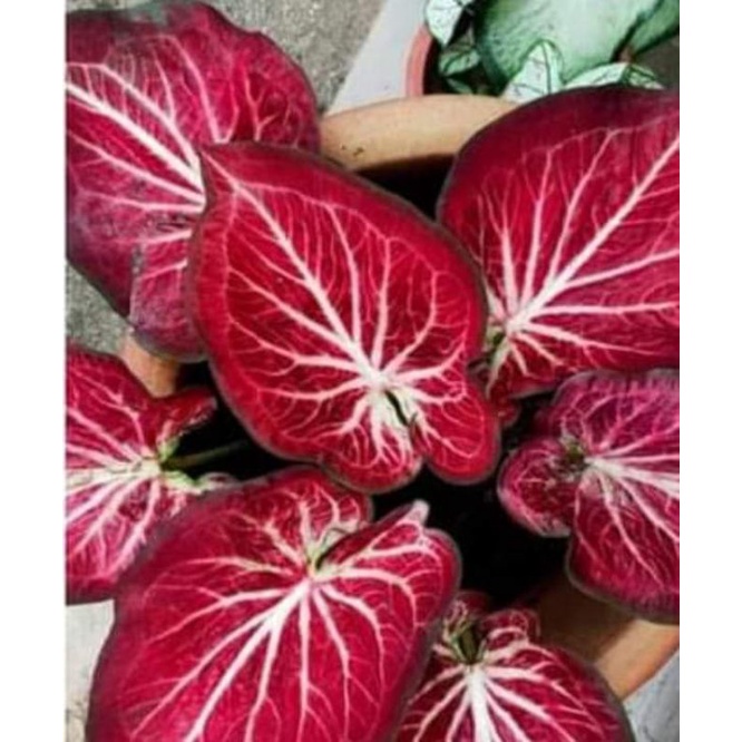 Jual Caladium Rich Of Thai / ROT Bibit (cod) | Shopee Indonesia
