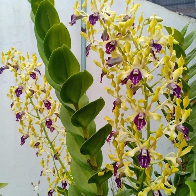 Jual Anggrek Dendrobium Keriting Id Kloeksi Usia Sampai Bulan