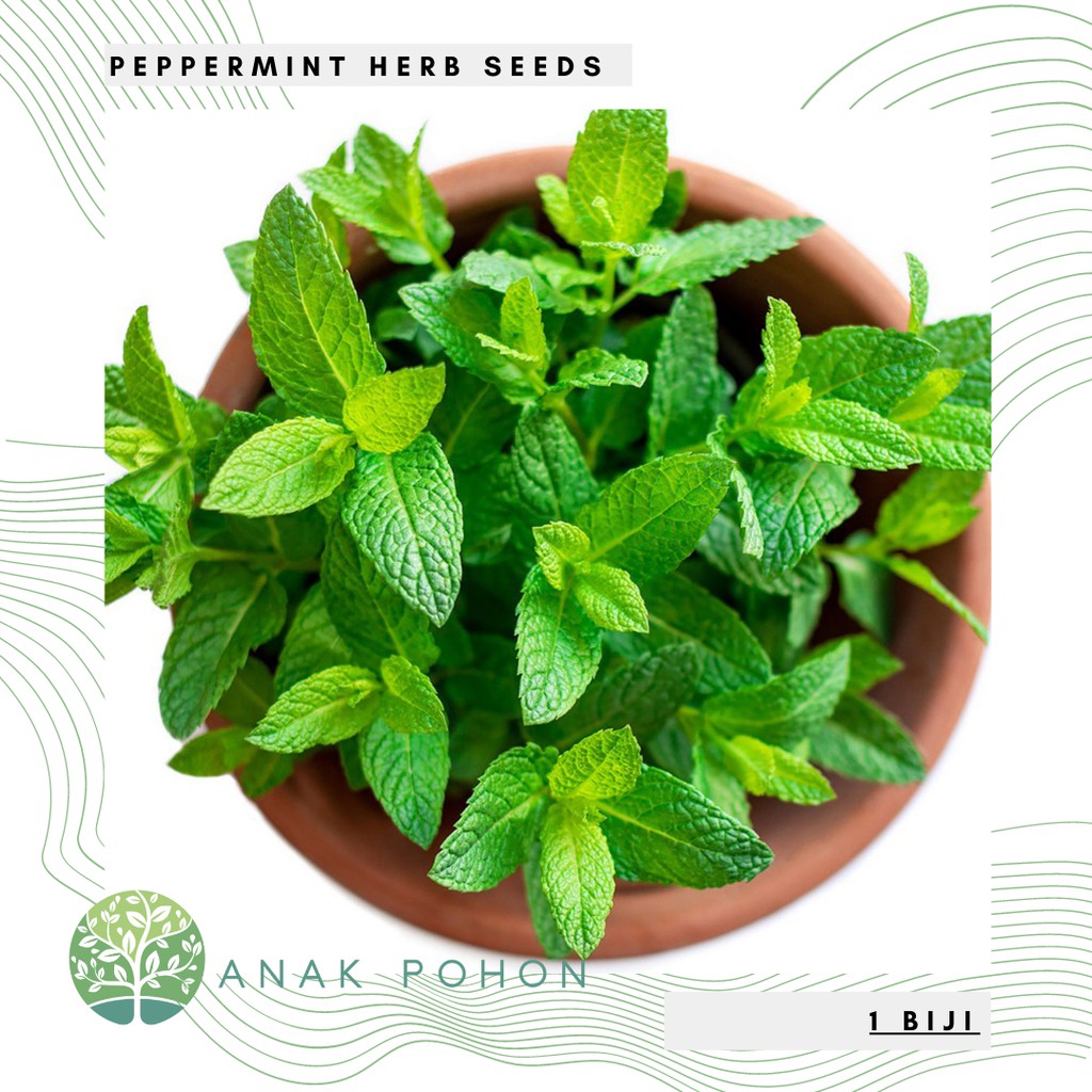 Jual Benih Bibit Biji - Peppermint Mint (Mentha X Piperita) Herb Seeds ...