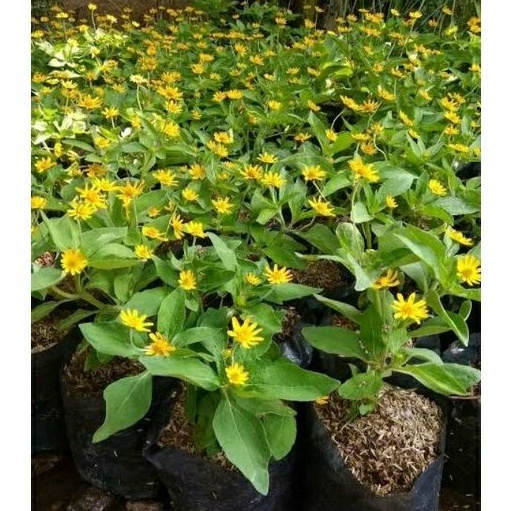 Jual Tanaman hias bunga matahari mini butter daisy Shopee Indonesia