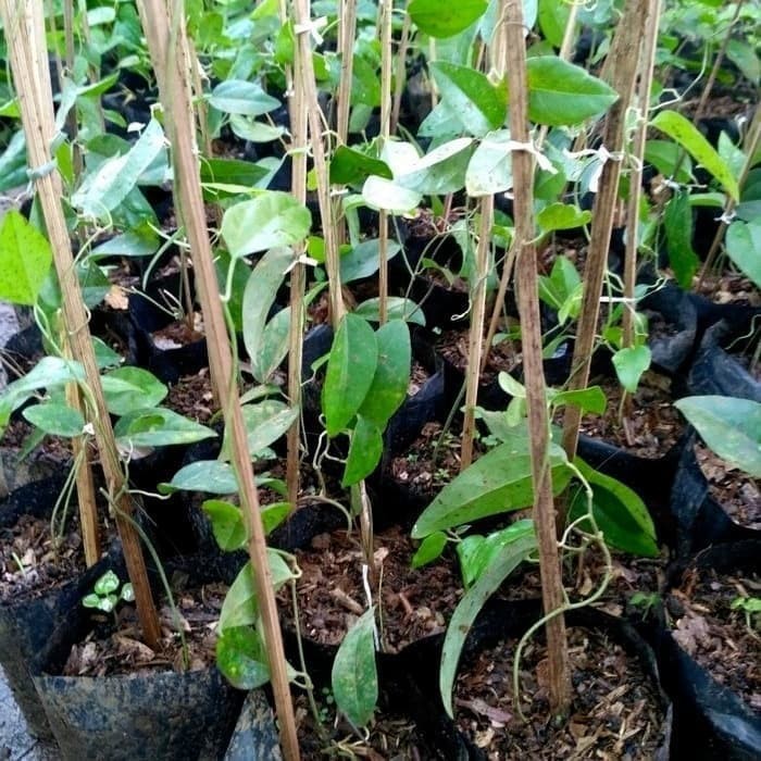 Jual CINCAU HIJAU RAMBAT | Shopee Indonesia