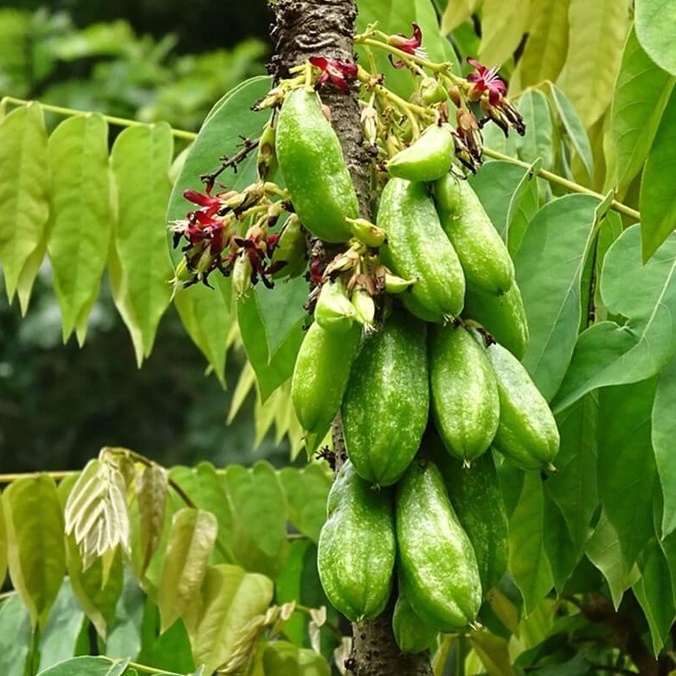 Bibit Tanaman buah Belimbing Wuluh | belimbing sayur