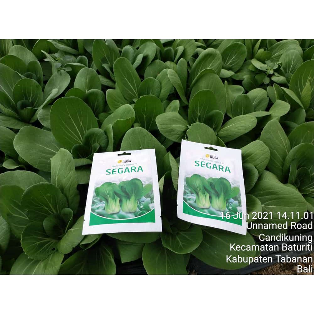 Jual Benih Cap Rusa - 3200 BENIH BIBIT BIJI PAKCOY SEGARA F1 - Kemasan ...