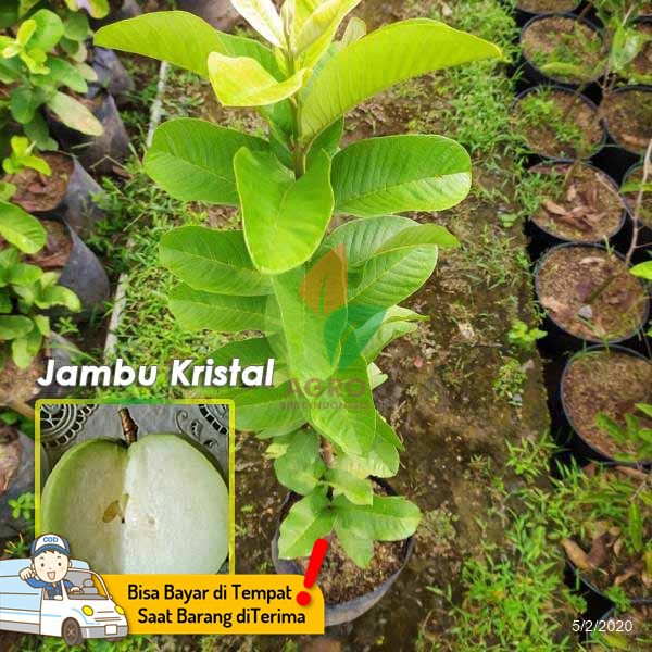 Jual Bibit Jambu Kristal Hampir Tanpa Biji Cepat Buah Shopee Indonesia