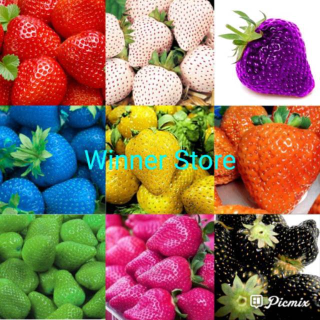 Bibit Benih Buah Strawberry Mix (50 Butir)