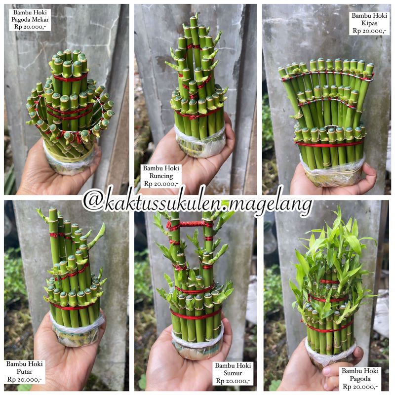 Bambu Hoki Murah Bambu Air