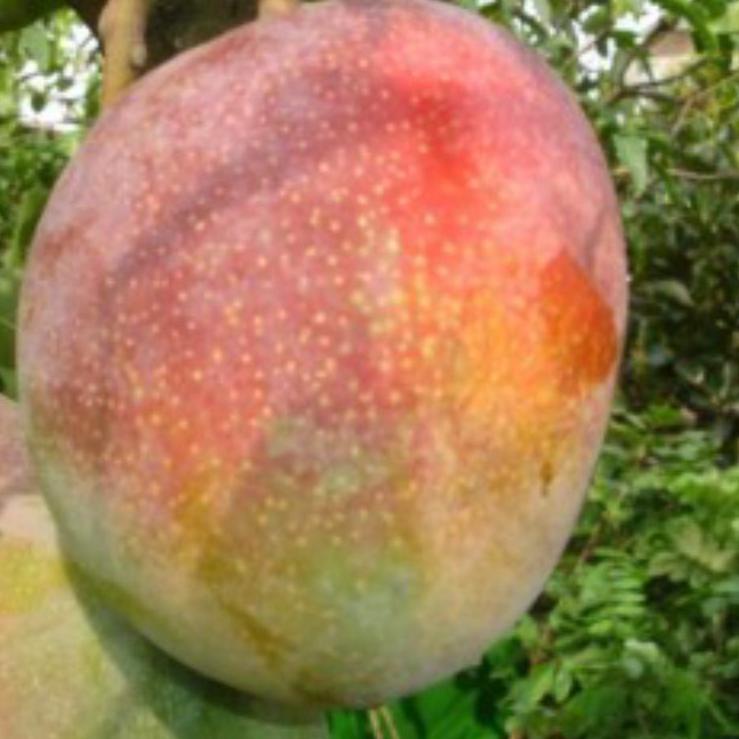 Jual Paket isi 3 Mangga R2E2/Mangga Mahachanok Dan Namdokmai Golden ...