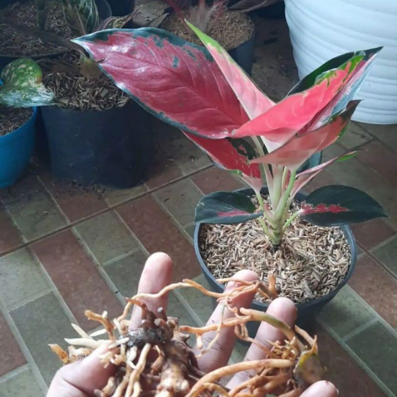 Jual Bonggol Aglonema Suksom Jaipong Barang Berkawalitas Elegan Shopee Indonesia