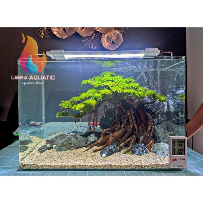 Jual BONSAI AQUASCAPE BERINGIN MIRING UKURAN L FREE MOSS Shopee Indonesia