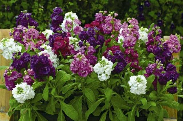Jual Biji Bunga Matthiola Incana Ten Week Mix Color (Isi 5 biji ...