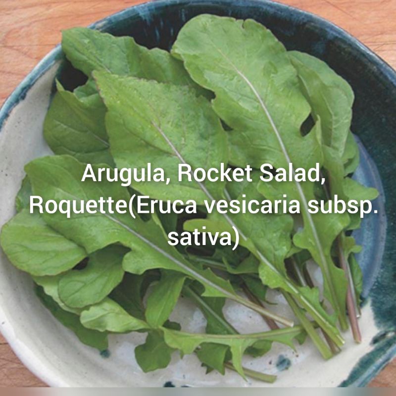 Jual 10 Benih Biji Sayuran Import / Arugula, Rocket Salad, Roquette ...