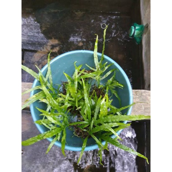 Jual Kadaka Mini Trident / Microsorum Trident Mini beli 3 gratis 1 ...