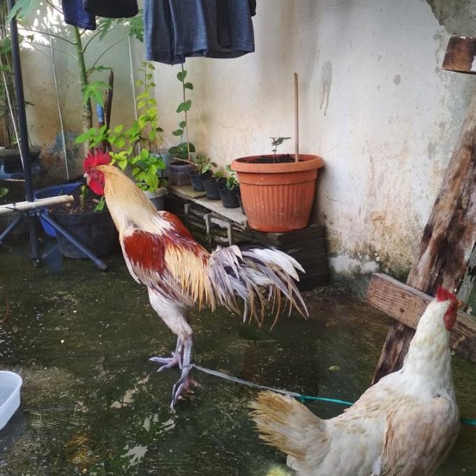 Jual Ayam Kampung Hidup Shopee Indonesia