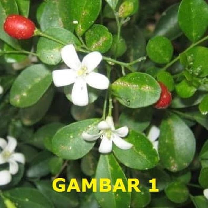 Jual Bibit Tanaman Hias Kemuning Bunga Kemuning Tanaman Obat Herbal ...