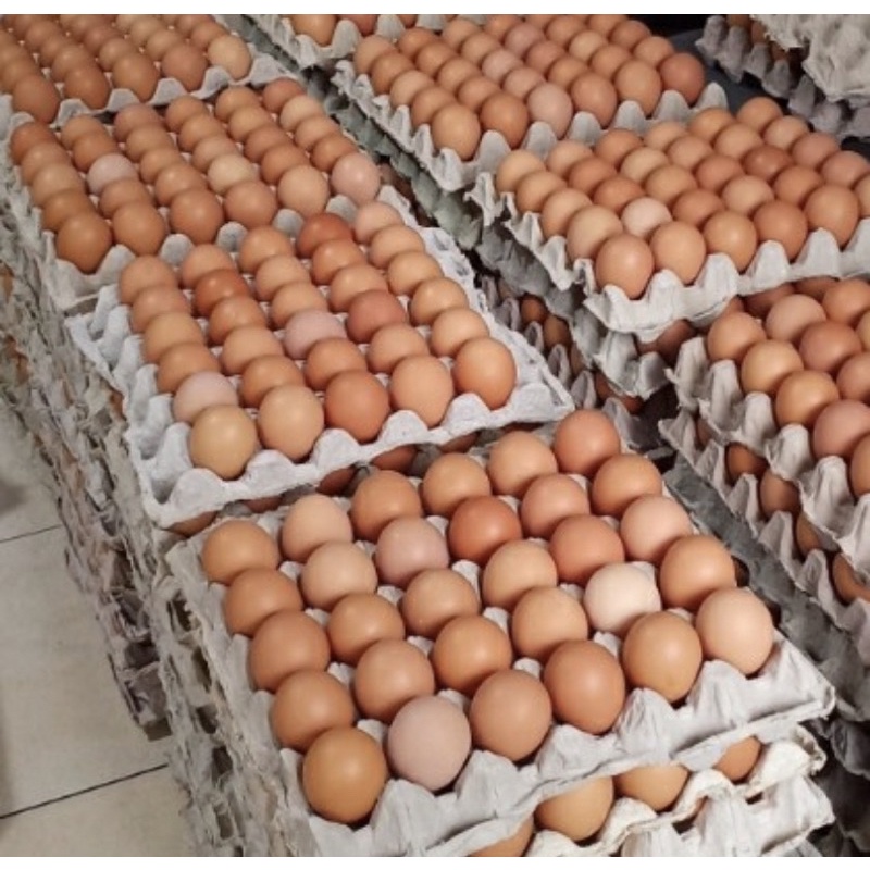 Jual Telur Online: Panduan Lengkap dari Pemula hingga Profesional