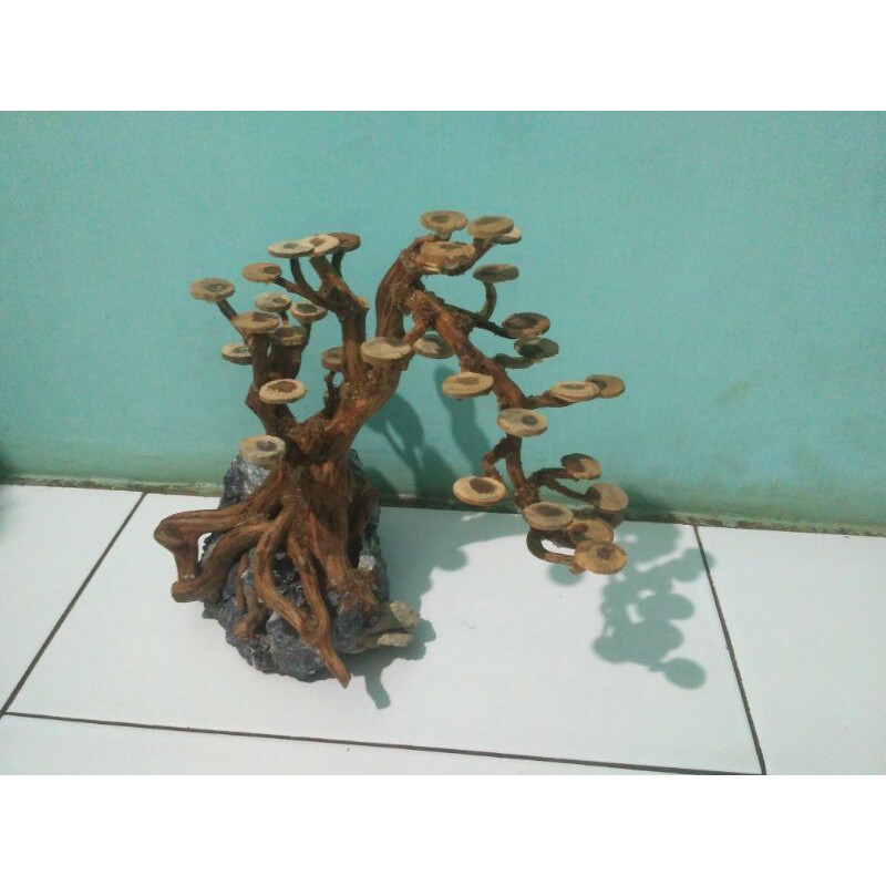 Jual bonsai Aquascapefull akar rasmala Shopee Indonesia