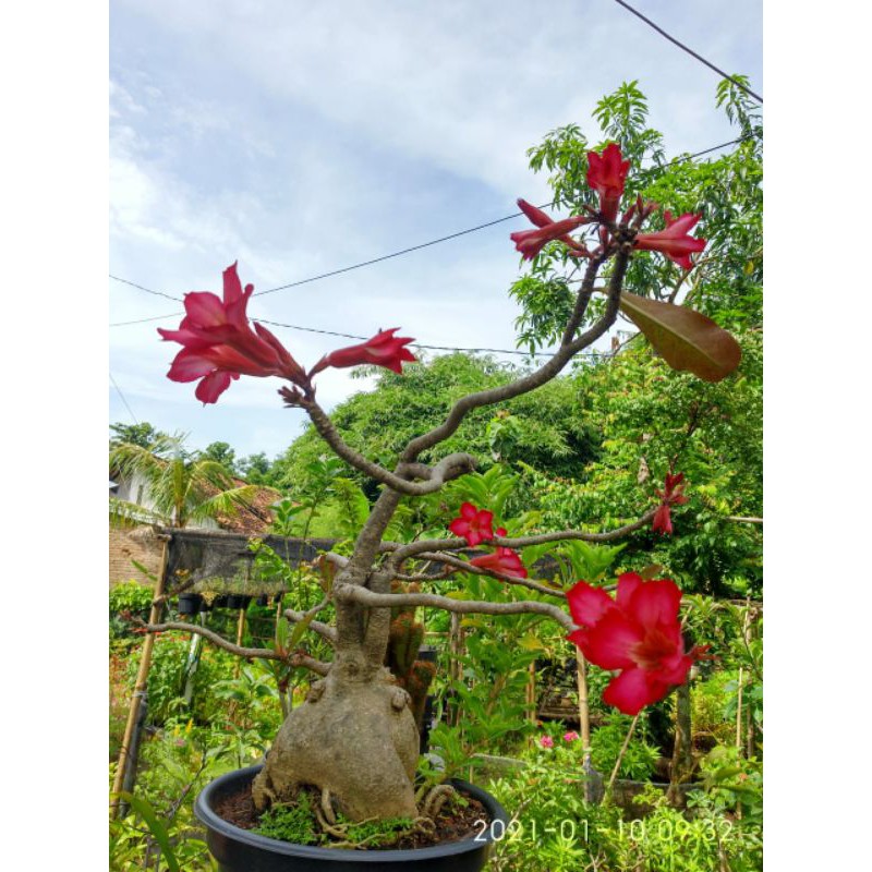 Jual Adenium jumbo limited edition | Shopee Indonesia