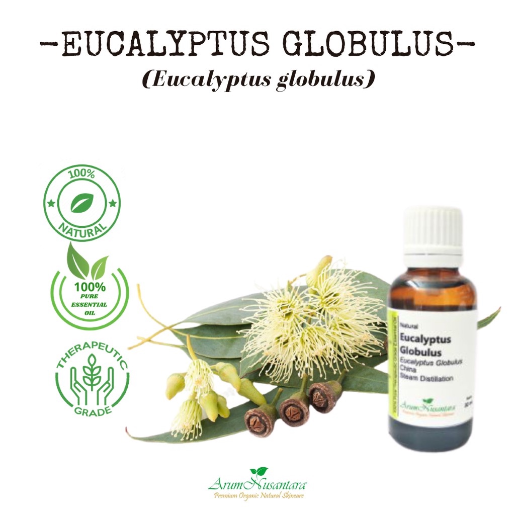 Jual Eucalyptus Globulus Essential Oil 100% Pure | Shopee Indonesia