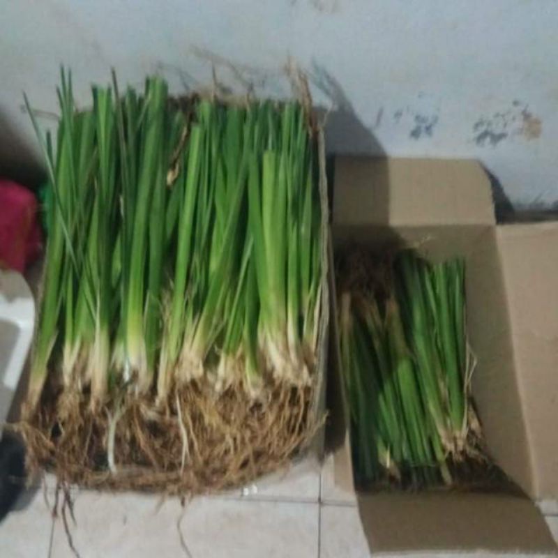 Jual RUMPUT VETIVER - TANAMAN PENAHANAN EROSI - RUMPUT AKAR WANGI ...