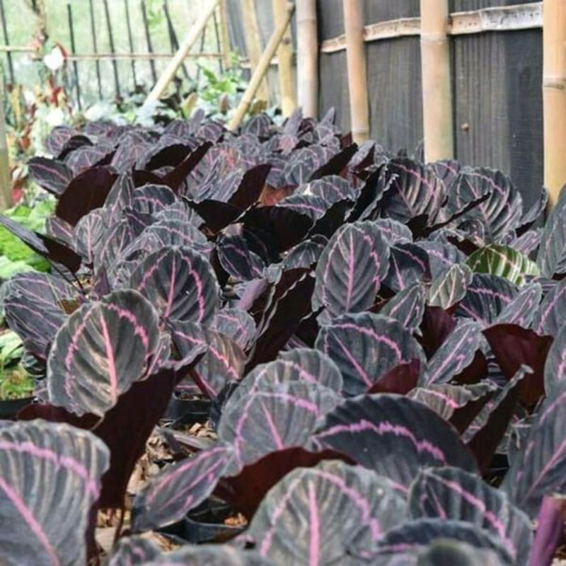 Jual TANAMAN HIAS CALATHEA BLACK LIPSTICK-VARIAN BLACK LIPSTIK | Shopee  Indonesia