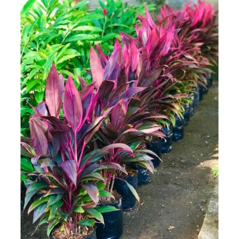 Jual Tanaman andong daun merah ping cantik | Shopee Indonesia