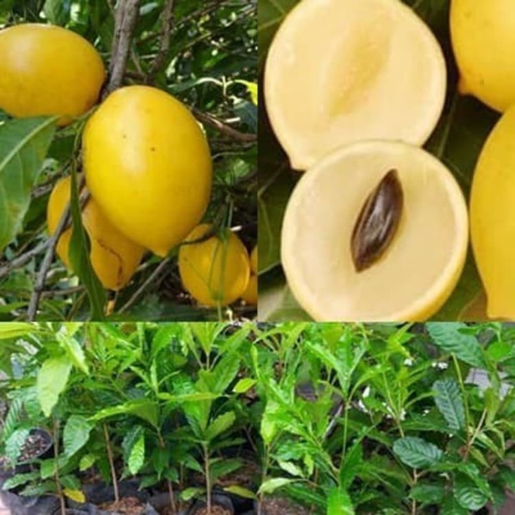 Bibit Buah Abiu - Sawo Australia