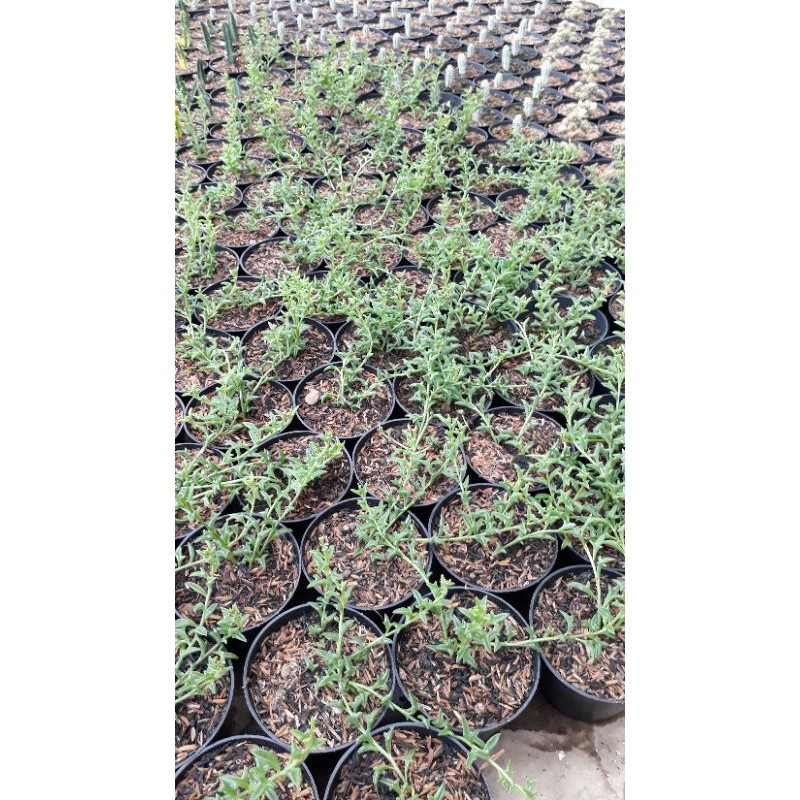 Jual String of dolpine rimbun | Shopee Indonesia