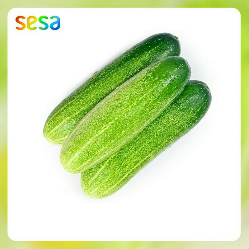 Jual Timun Lokal Fresh // Sayuran Timun 500 gr | Shopee Indonesia