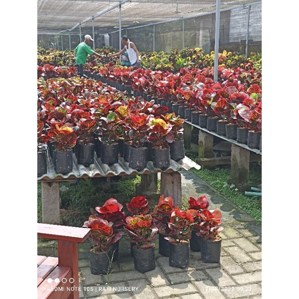 Jual puring bali kuning | Shopee Indonesia