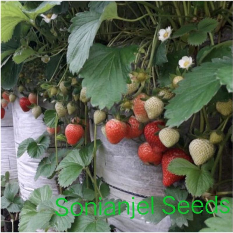 Jual Bibit Strawberry MENCiR Dataran Rendah,Super Berkualitas | Shopee ...