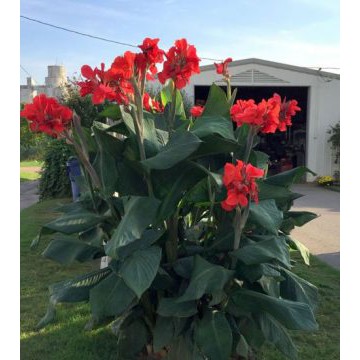 Canna Lily Bulbs - The President Red Canna Indonesia