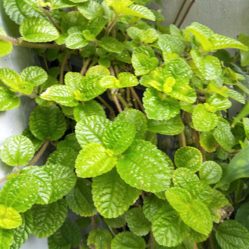 Jual Creeping Charlie (Bunga Daun Mint) Shopee Indonesia