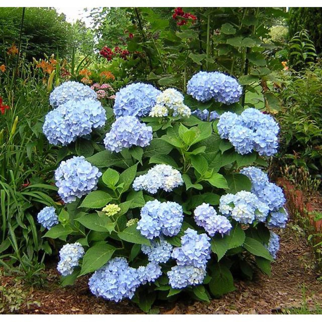 Jual Bibit Benih Biji Bunga Hydrangea Blue - Biji Pohon Tanaman Bunga ...