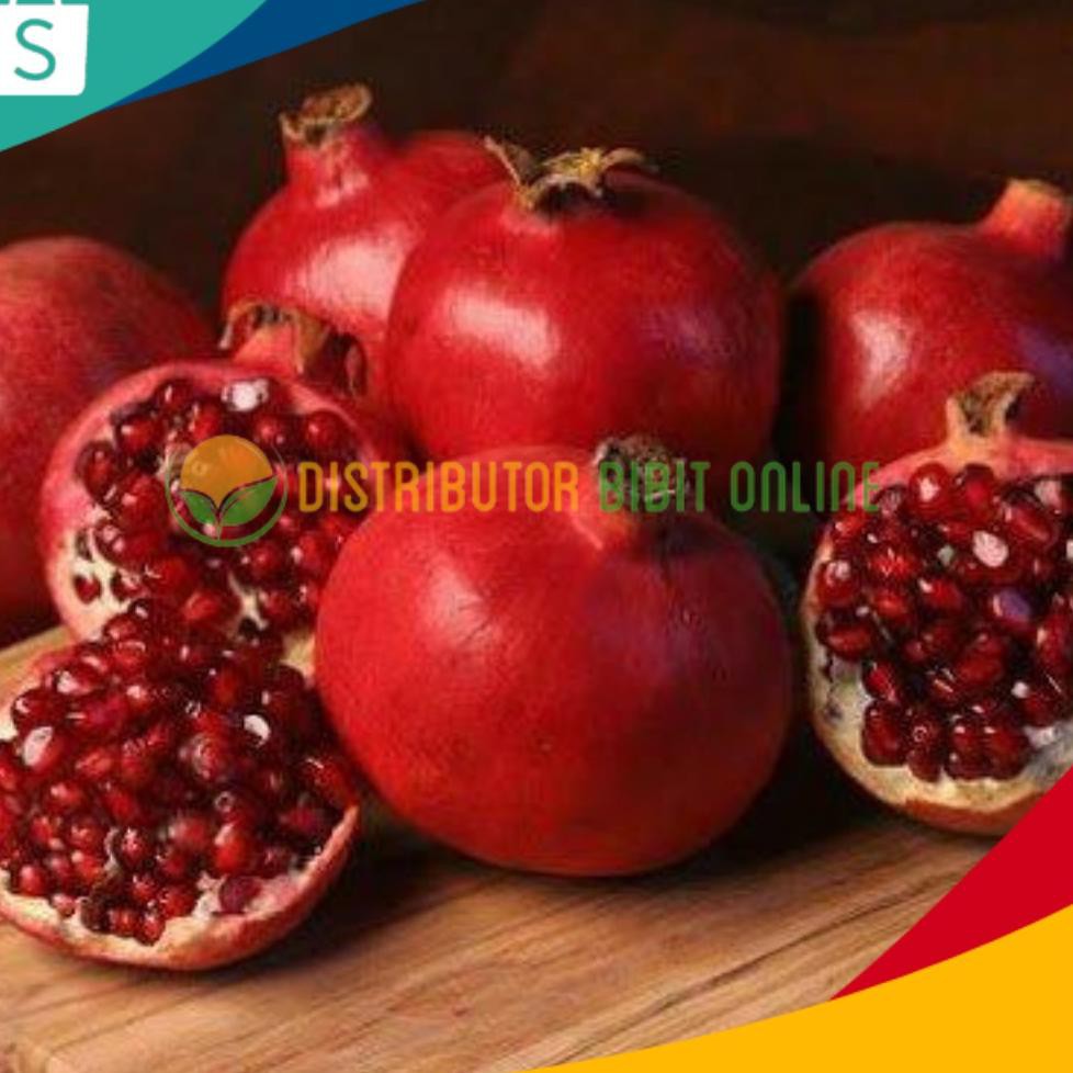 Jual Best Bibit Tanaman Buah Delima Merah Biji Lunak Red Ruby