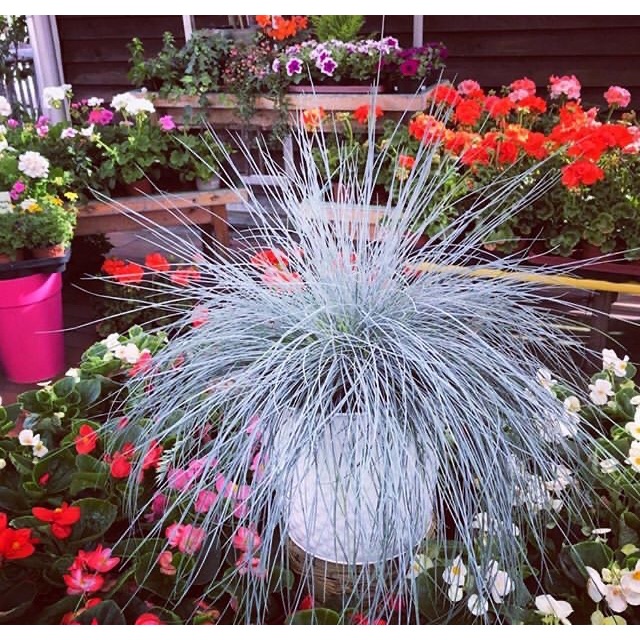 Jual Rumput biru | Shopee Indonesia