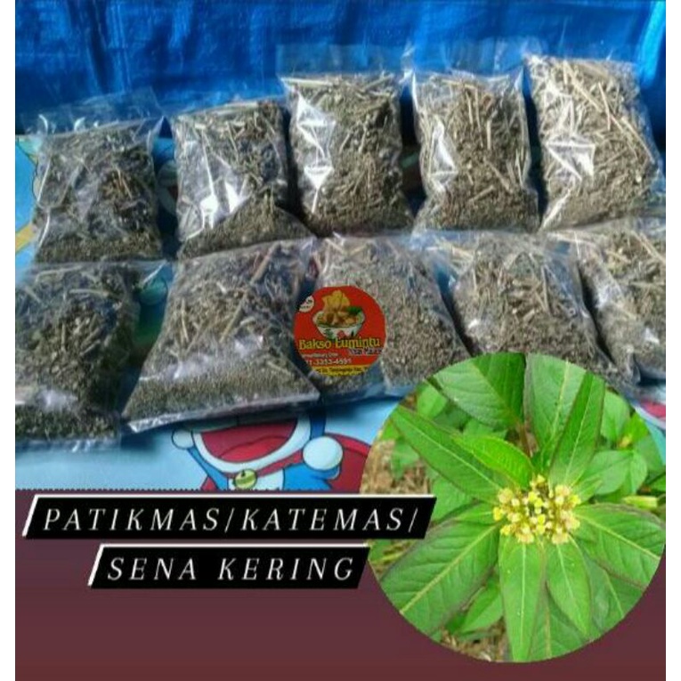 Jual Gram Daun Kate Mas Kering Katemas Patik Mas Suduk Mentul Kering Sena Herbal