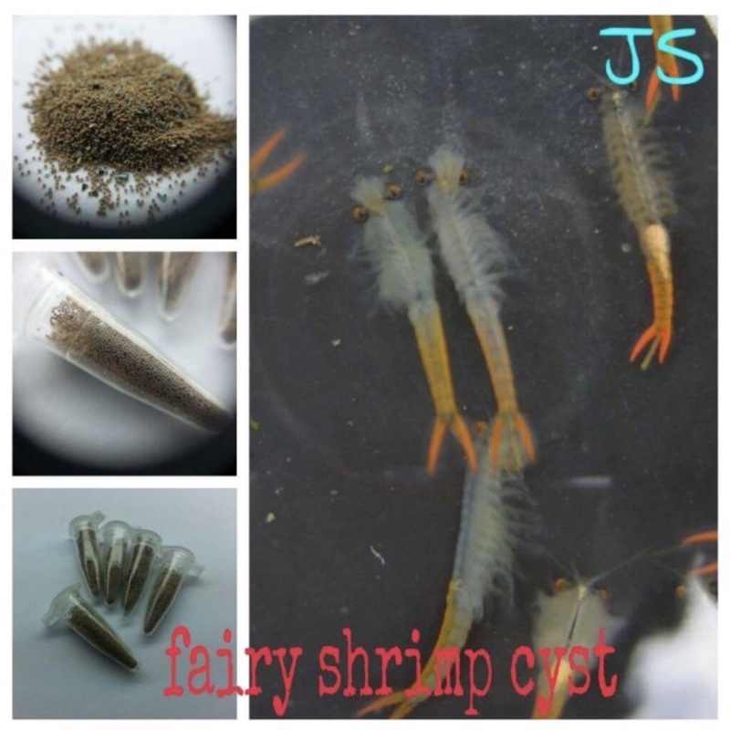 Jual FAIRY SHRIMP EGGS TELUR ARTEMIA AIR TAWAR Shopee Indonesia