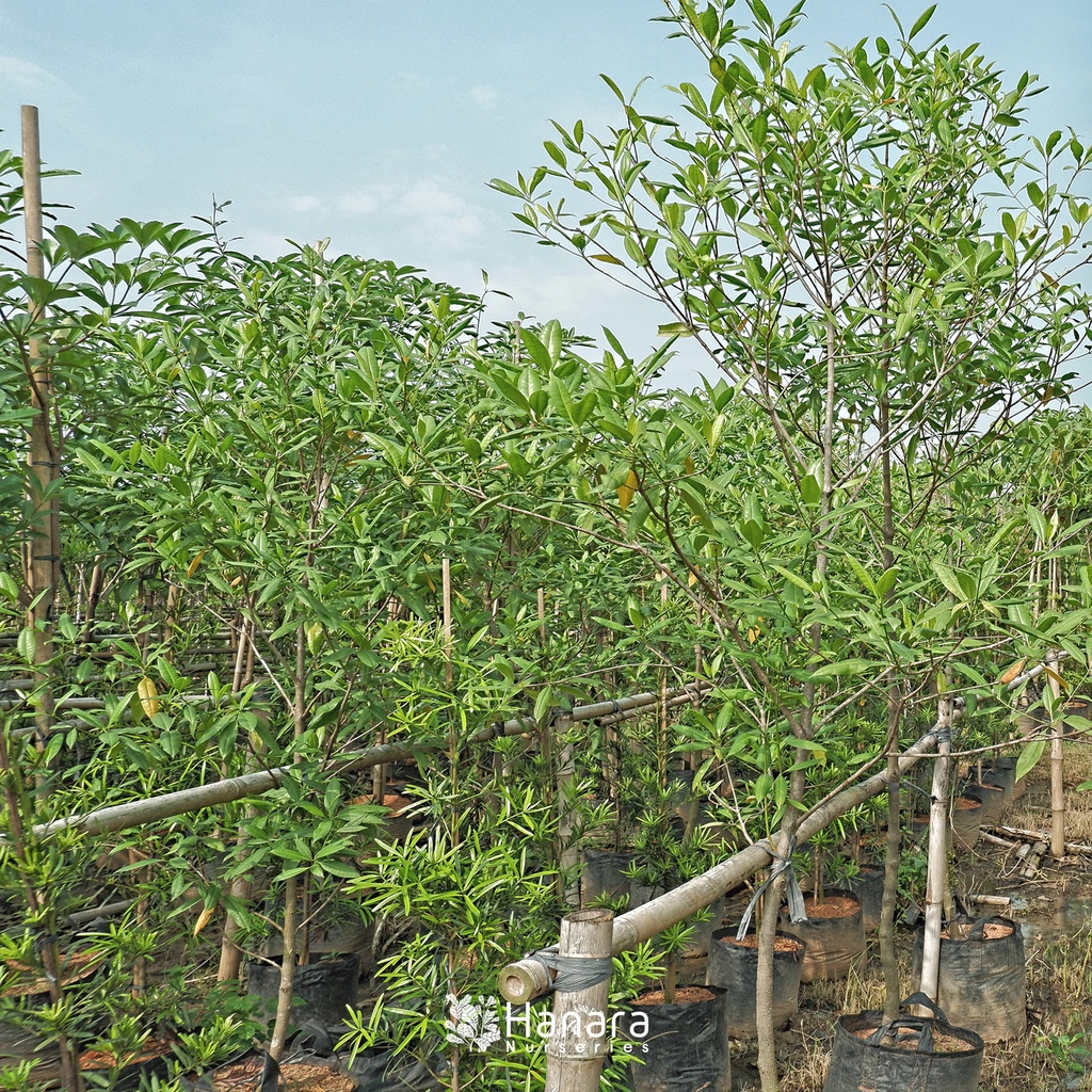 Jual Fragraea fragrans - Tembesu - pohon instan/ instant tree | Shopee ...