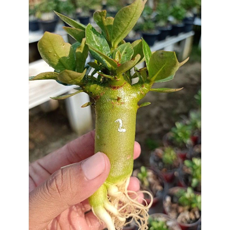 Jual Tanaman Hias Seedling Adenium Thaisoco EMERALD BRECELET | Shopee ...