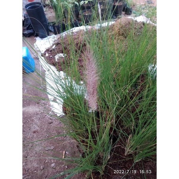 Jual Tanaman Hias Ekor Kuda Rumput Air Mancur Pennisetum Setaceum