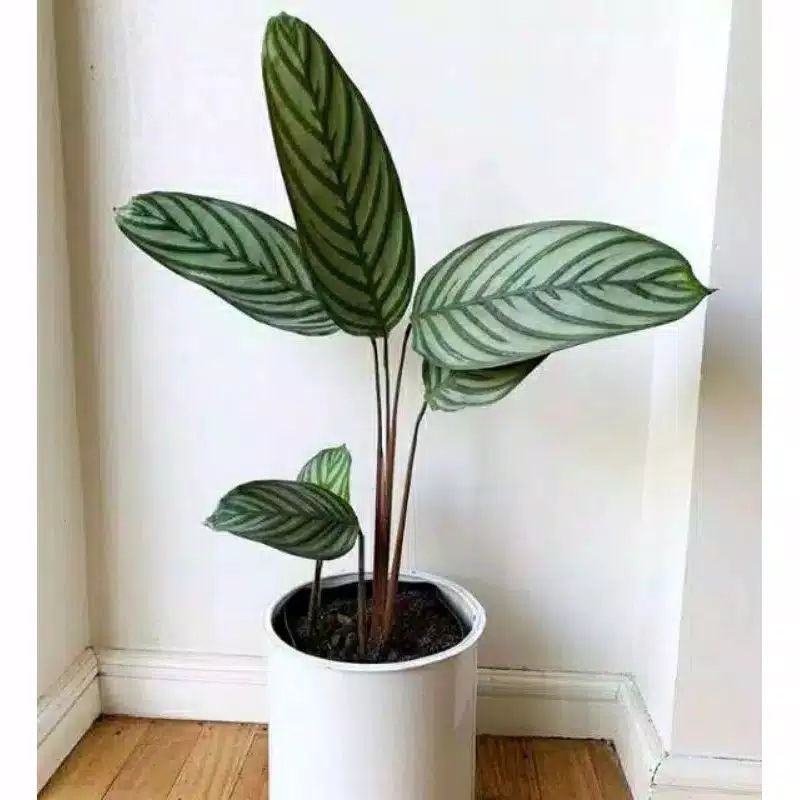 Tanaman Hias Calathea Sentosa