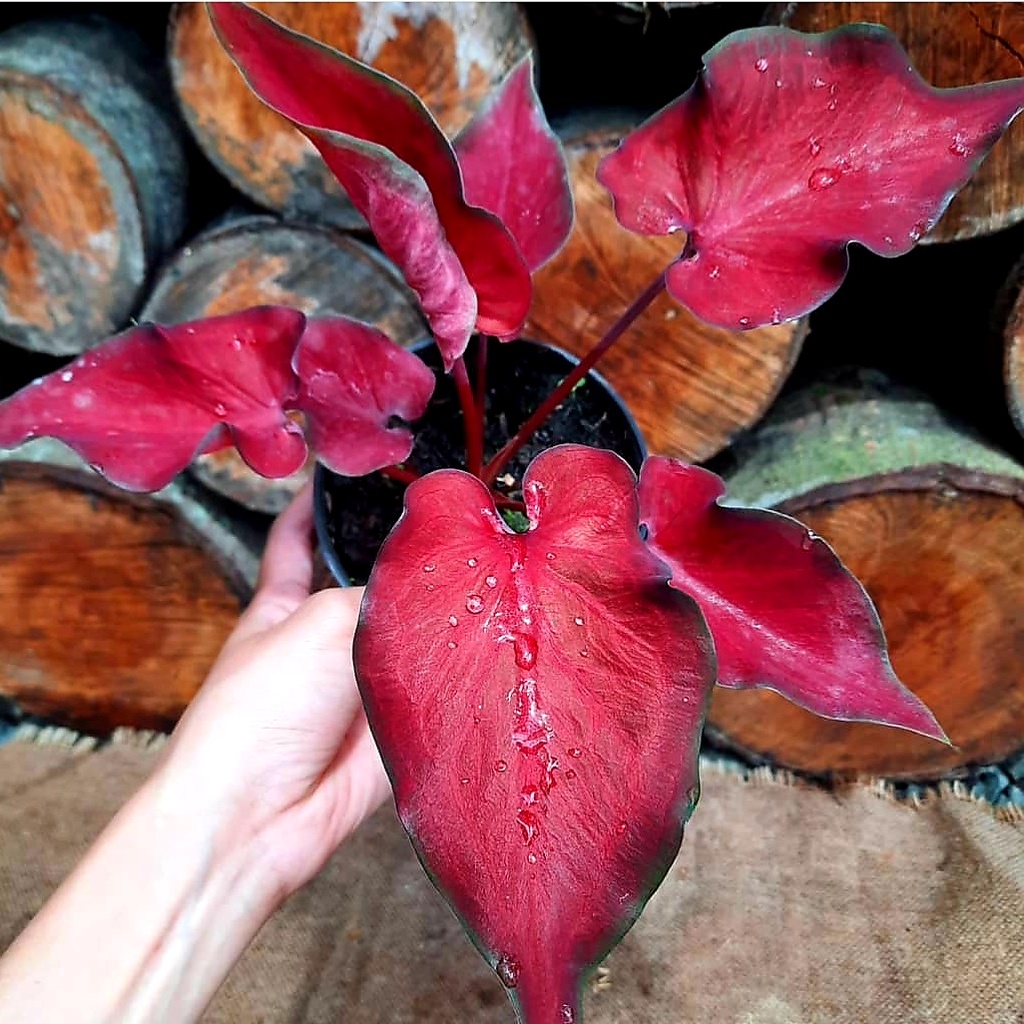 Jual Caladium Anggurmerah / keladi hias / bunga keladi / tanaman keladi ...