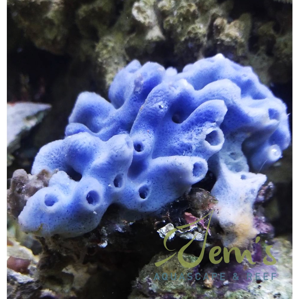 Jual Koral Spon Biru (Marine Blue Sponge) | Shopee Indonesia