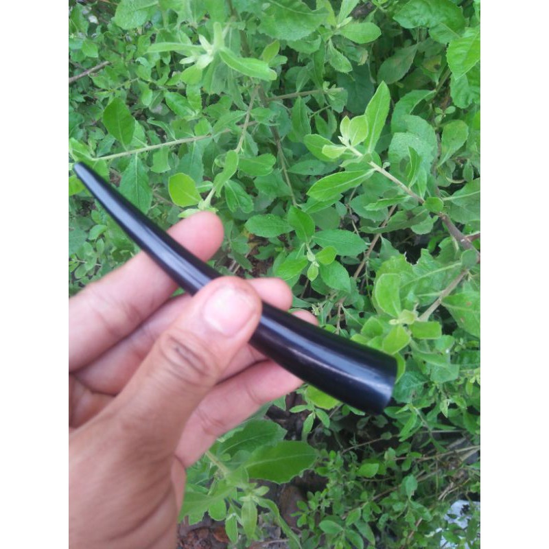 Jual pipa rokok murah tanduk kerbau asli once cangklong langka | Shopee ...