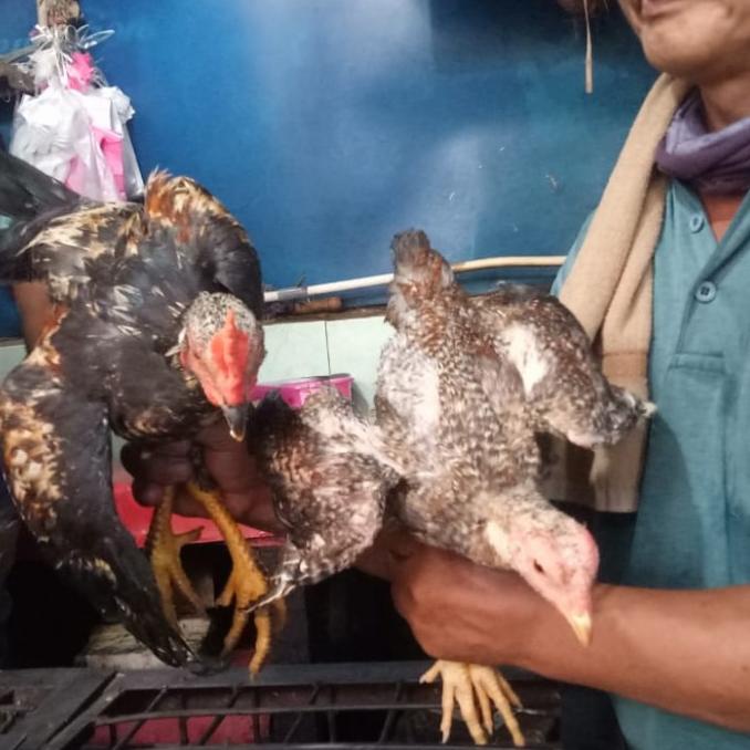 Jual Ayam Kampung Jantan Hidup Per Ekor Shopee Indonesia