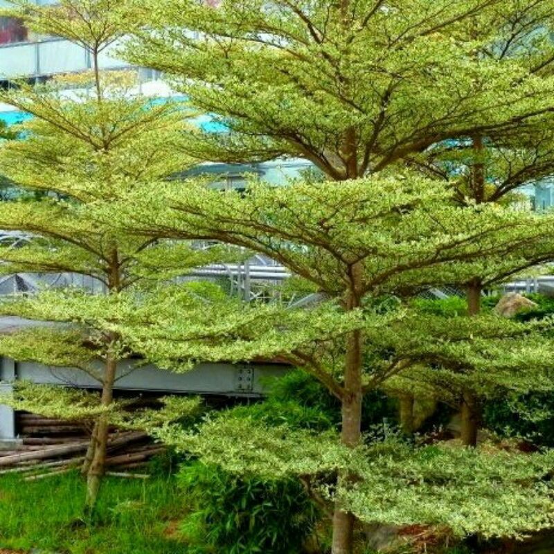 Jual Ketapang Kencana Mantab/Pohon Ketapang Kencana/Ketapang Kencana