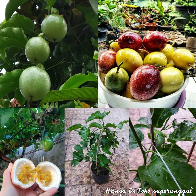 Bibit Markisa Manis superunggul