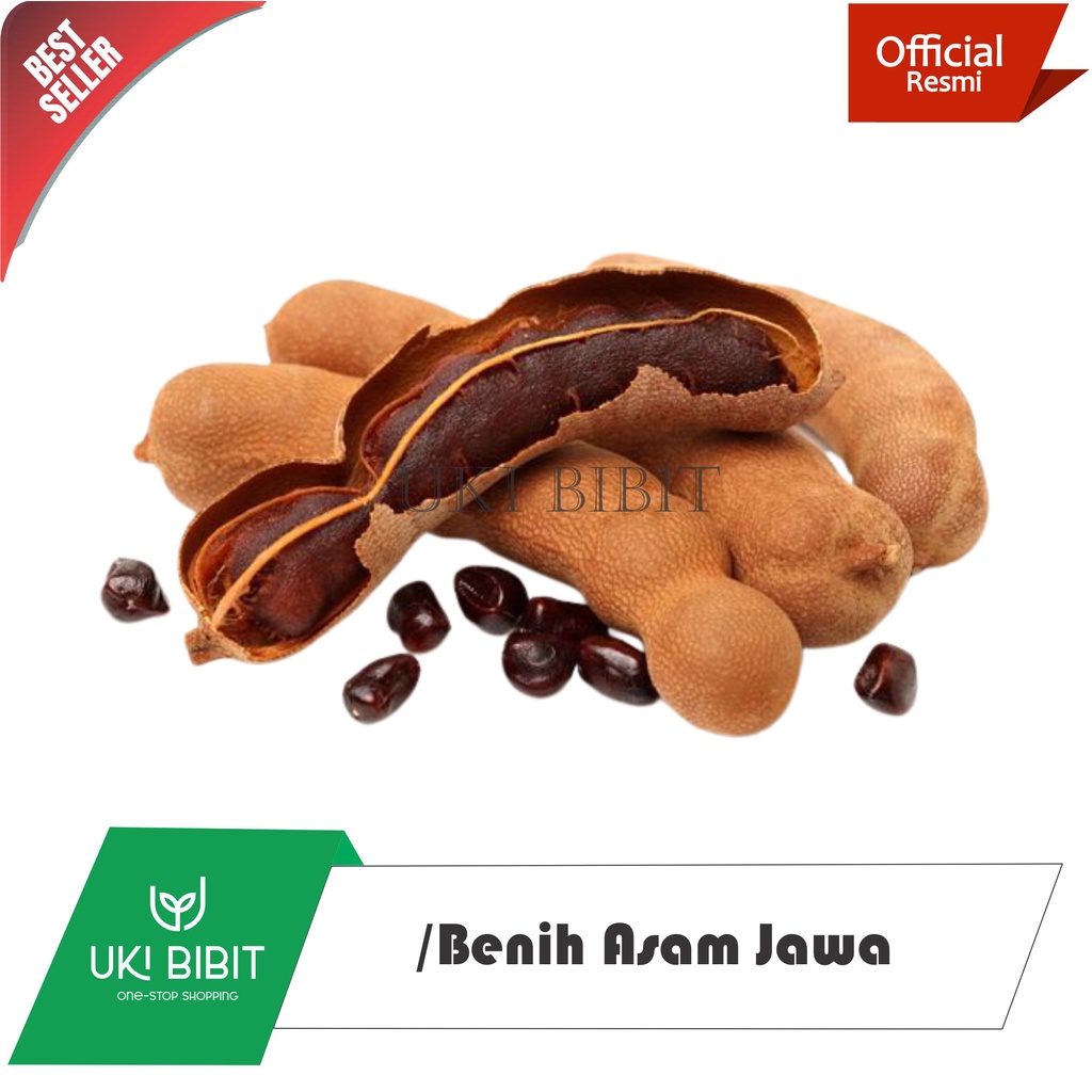 Jual ( 1 Kg ) Benih Biji Asam Jawa Tamarindus indica L | Asam India ...
